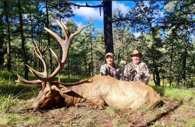 Mexican Elk