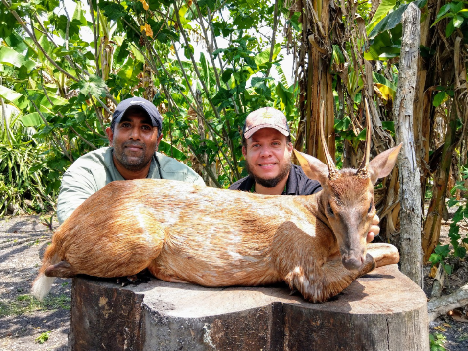 Red Brocket Deer