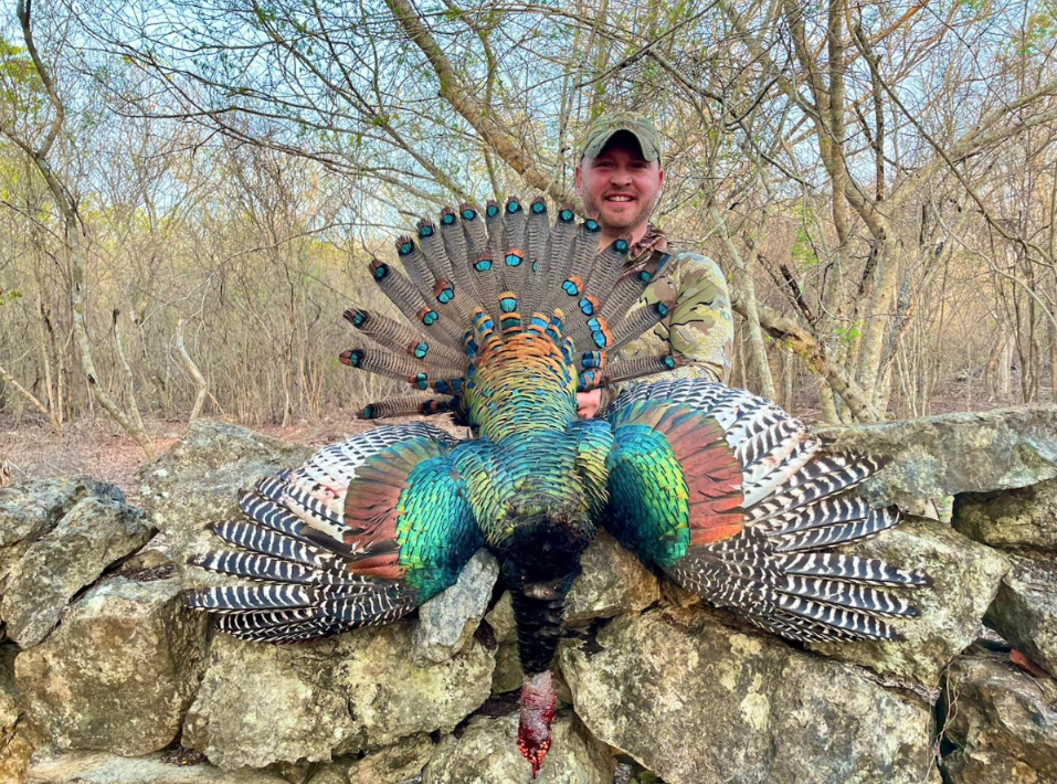 Ocellated Turkey